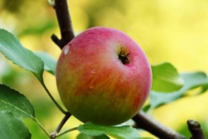 mrazenie jabĺk je vhodným spôsobom ich zakonzervovania